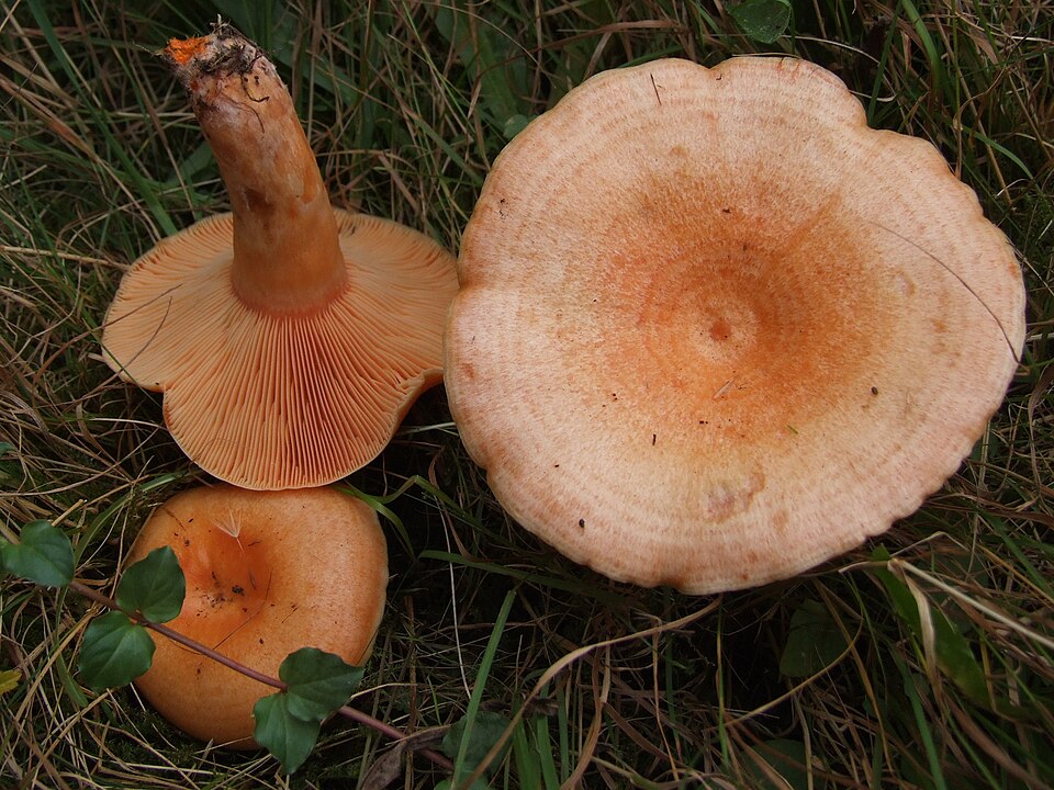 Mleczaj jodłowy (Lactarius salmonicolor)