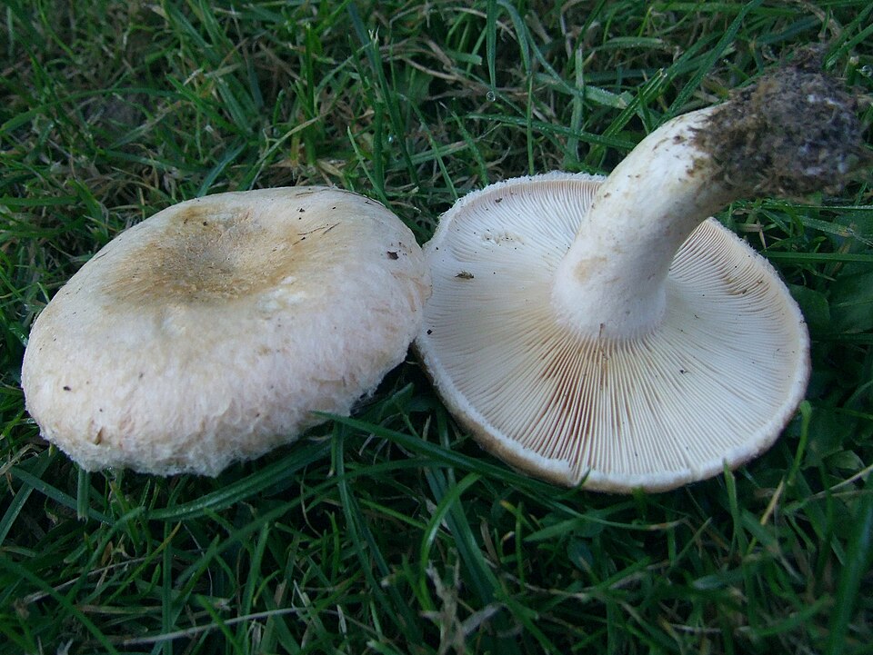 Mleczaj omszony (Lactarius pubescens)
