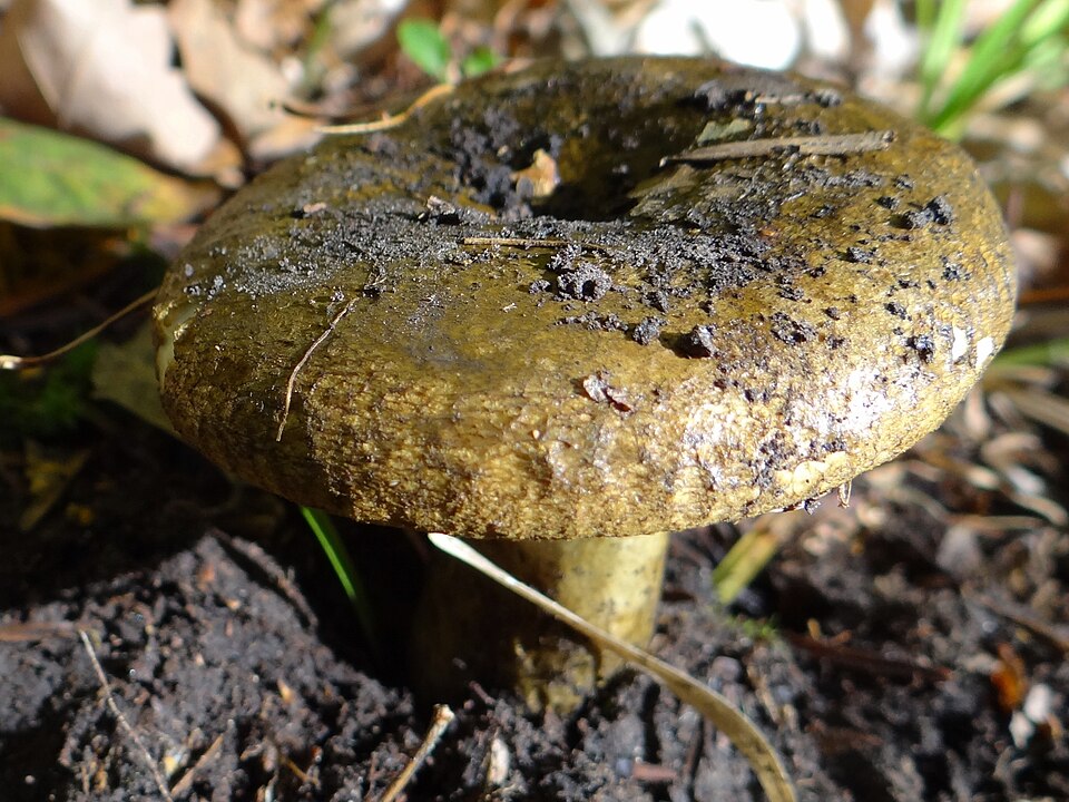 Mleczaj paskudnik (Lactarius turpis)