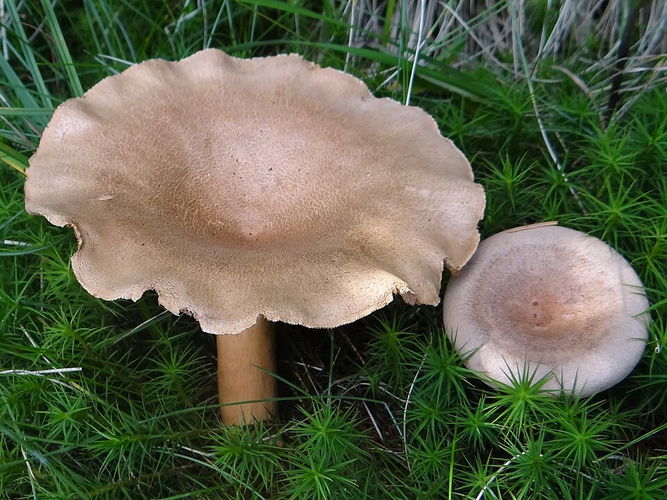 Mleczaj płowy (Lactarius helvus)