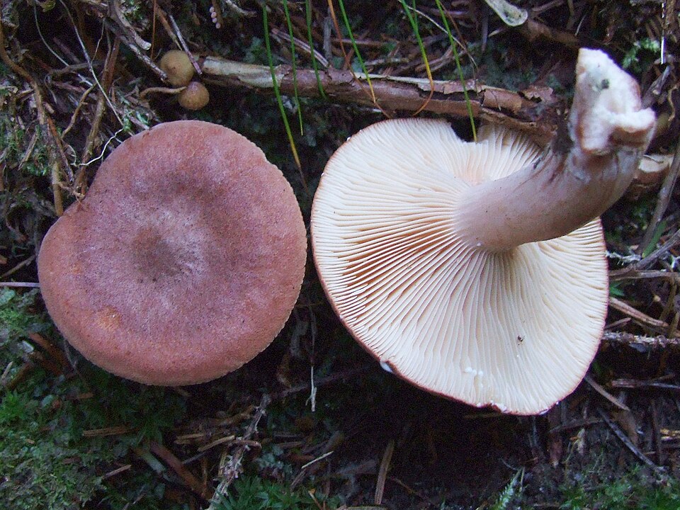 Mleczaj rudy (Lactarius rufus)