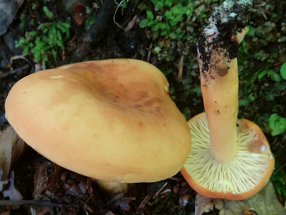 Mleczaj smaczny (Lactifluus volemus)