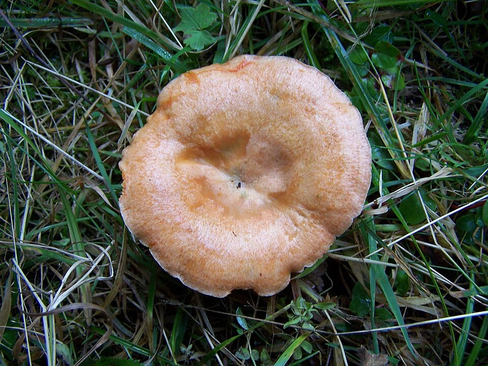 Mleczaj świerkowy (Lactarius deterrimus)
