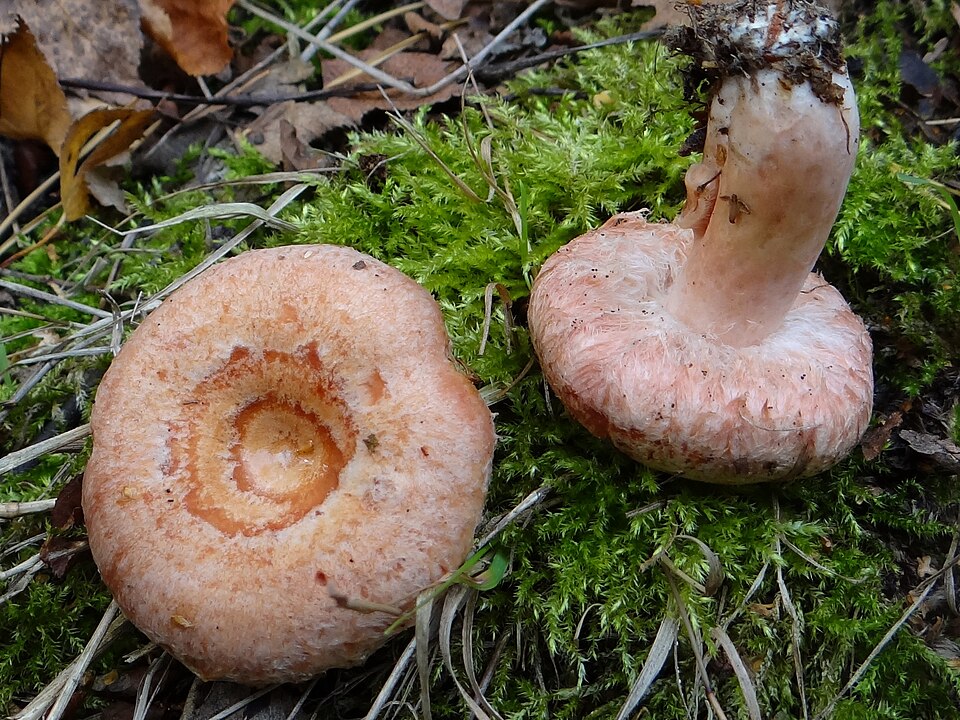 Mleczaj wełnianka (Lactarius torminosus)