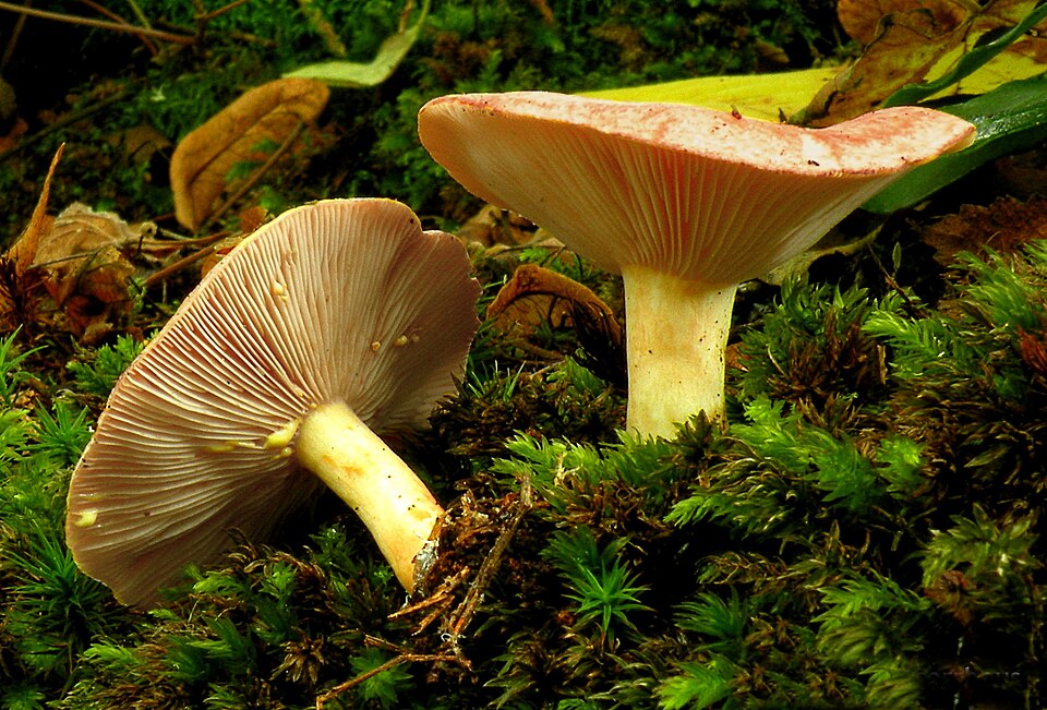 Mleczaj złocisty (Lactarius chrysorrheus)