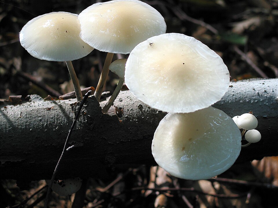 Monetka bukowa (Mucidula mucida)