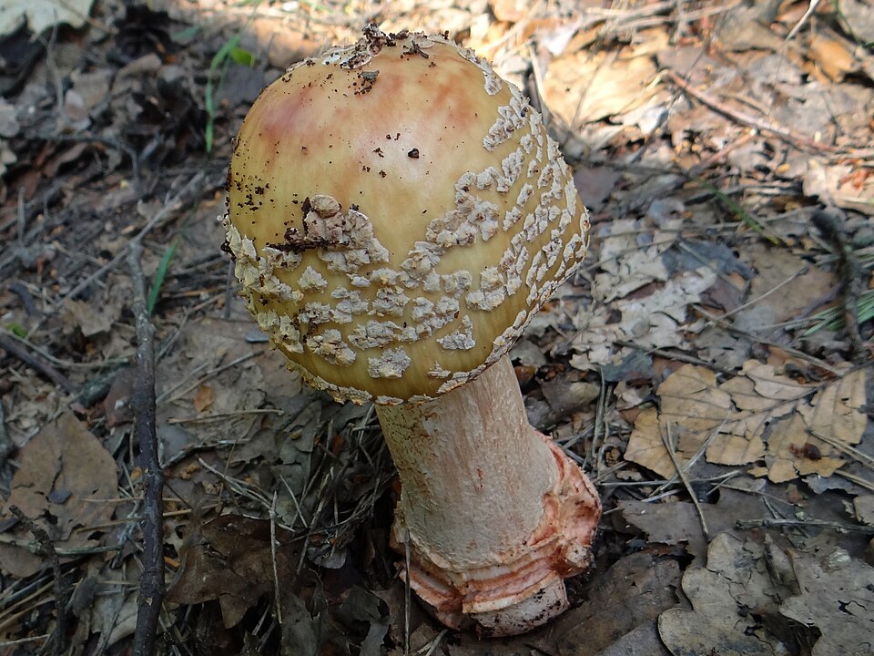 Muchomor czerwieniejący (Amanita rubescens)