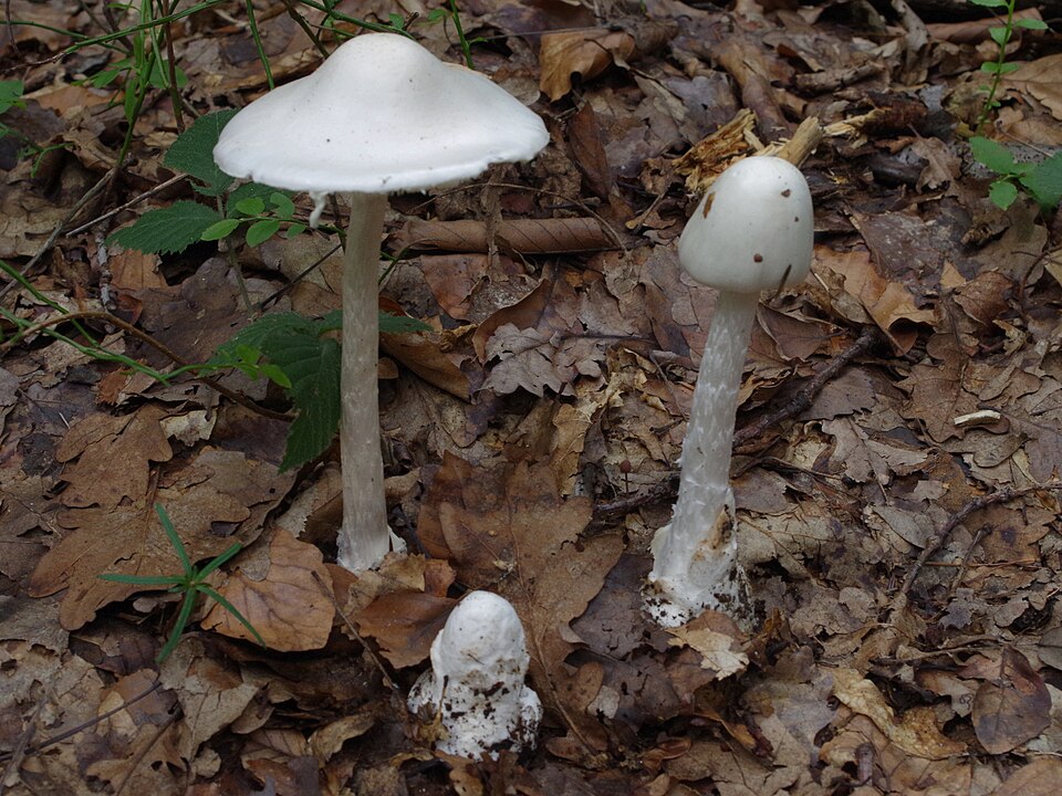 Muchomor jadowity (Amanita virosa)
