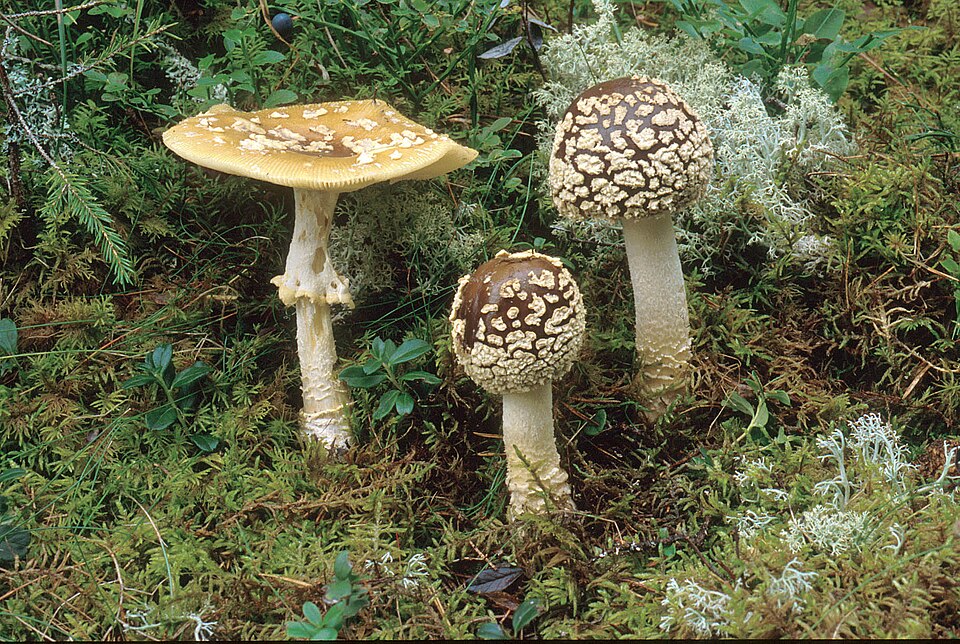Muchomor królewski (Amanita regalis)