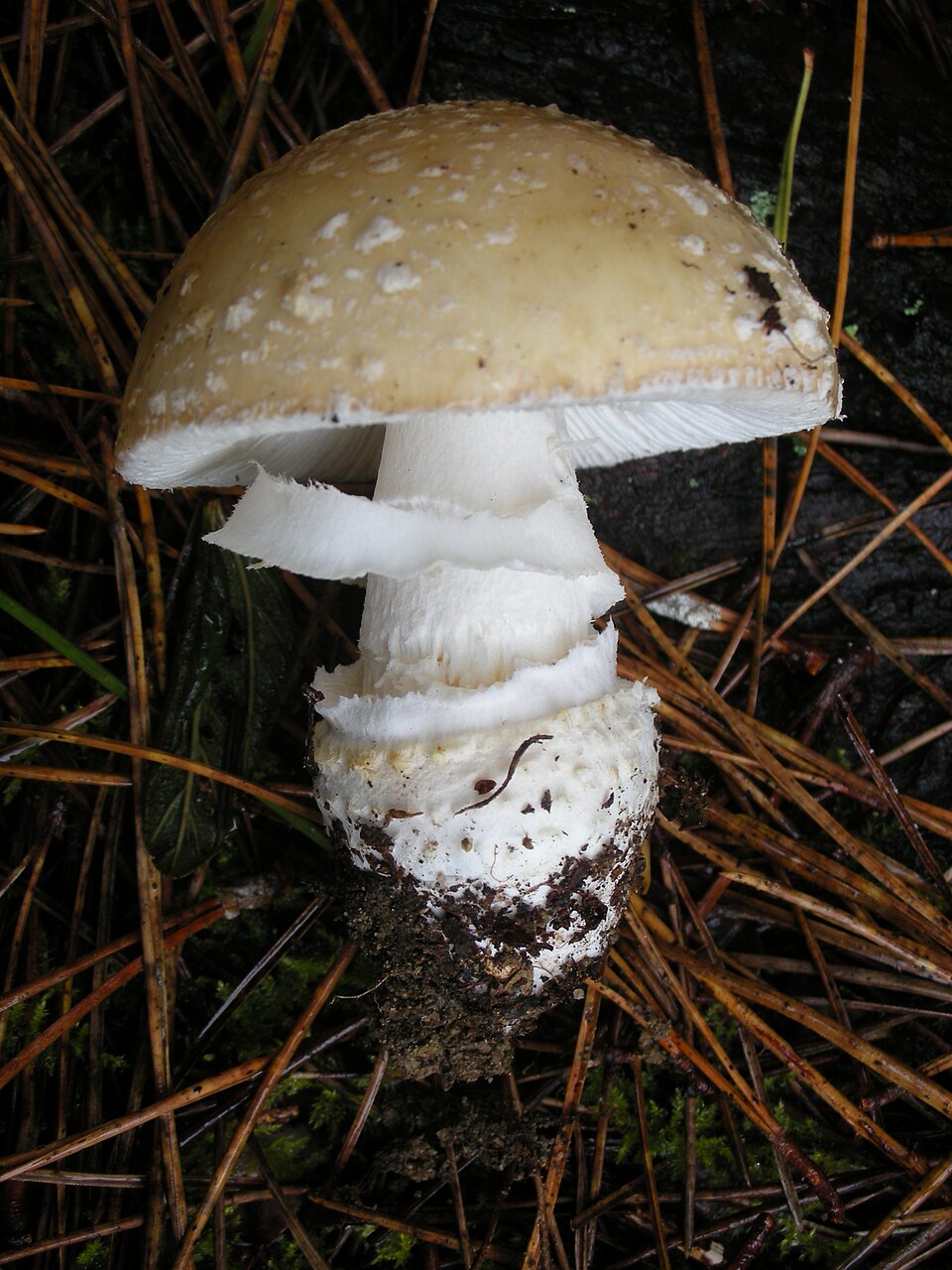 Muchomor narcyzowy (Amanita gemmata)