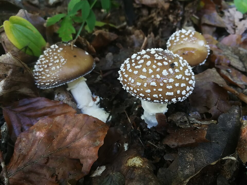 Muchomor plamisty (Amanita pantherina)