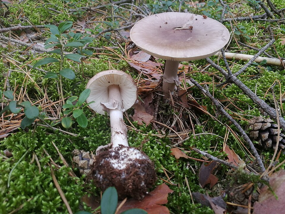 Muchomor porfirowy (Amanita porphyria)