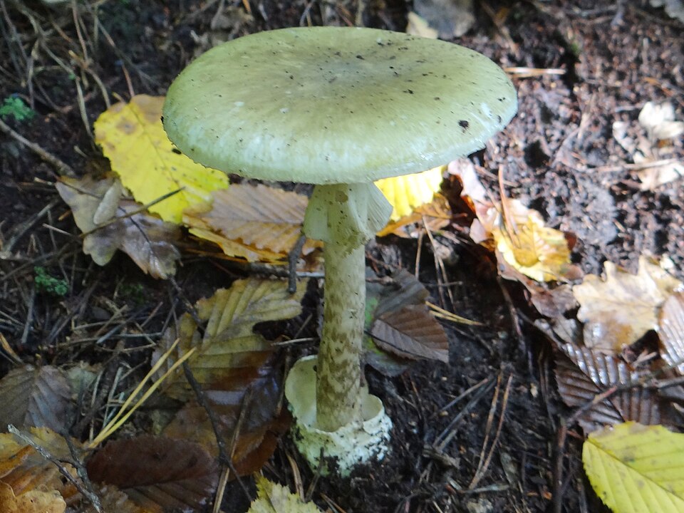 Muchomor sromotnikowy (Amanita phalloides)