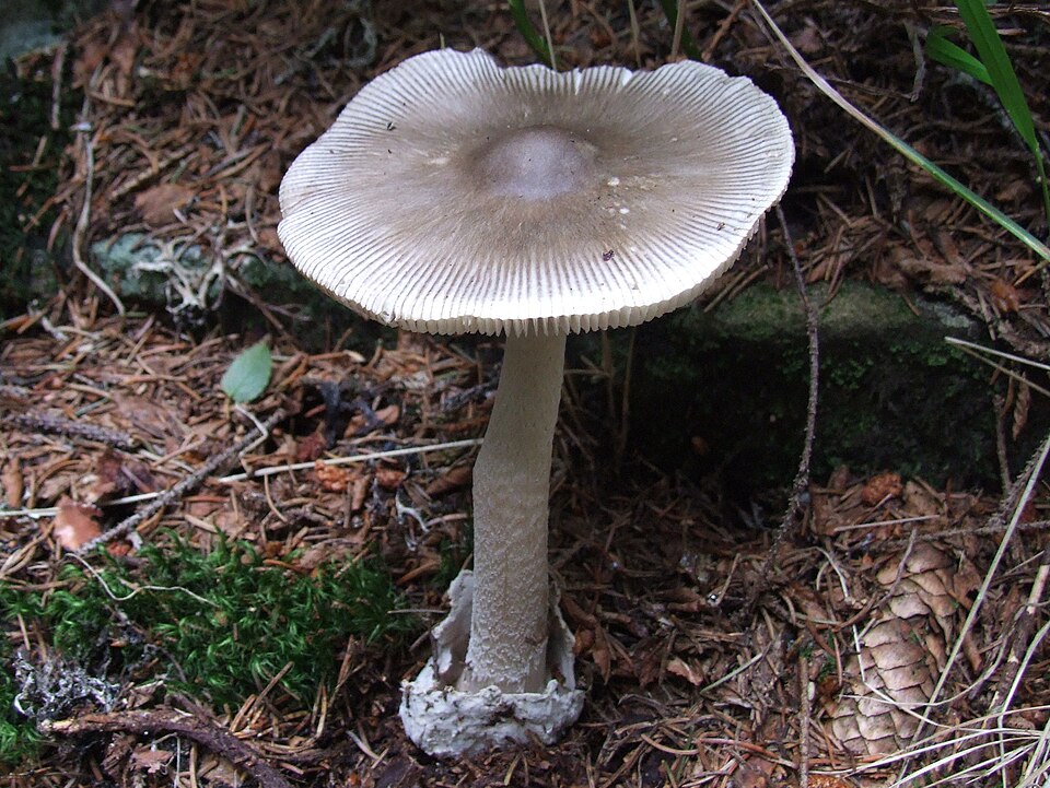 Muchomor szarawy (Amanita vaginata)