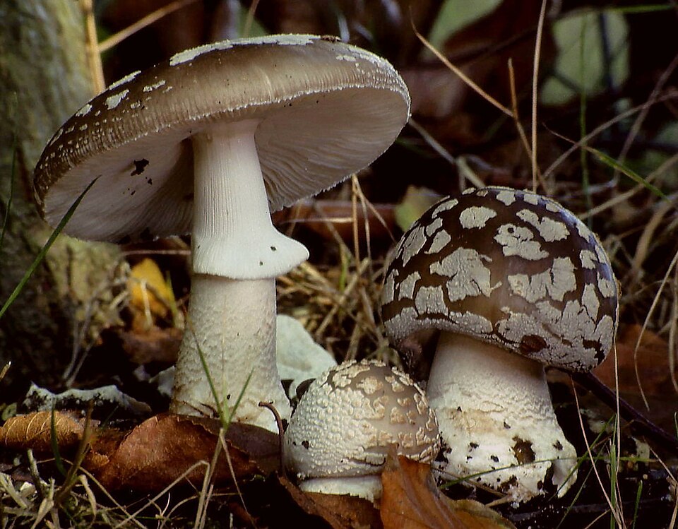 Muchomor twardawy (Amanita excelsa)