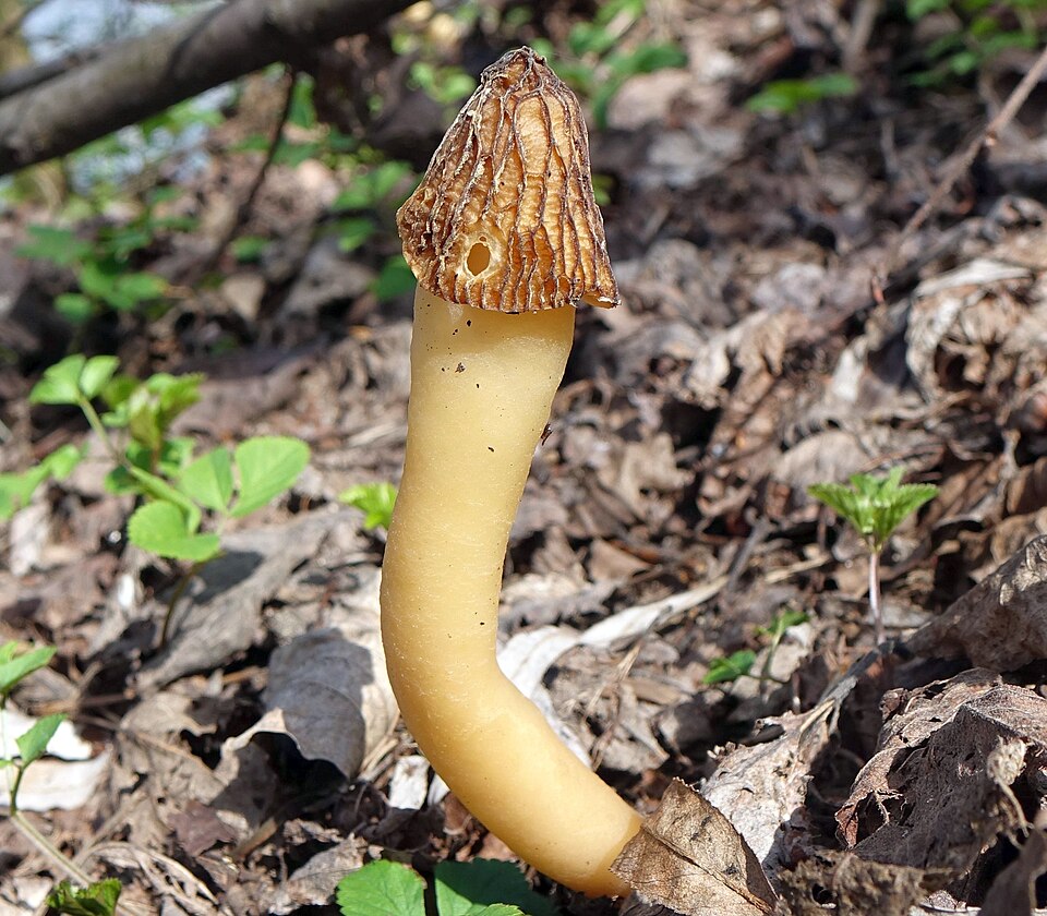 Naparstniczka czeska (Verpa bohemica)