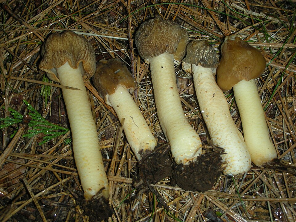 Naparstniczka stożkowata (Verpa conica)