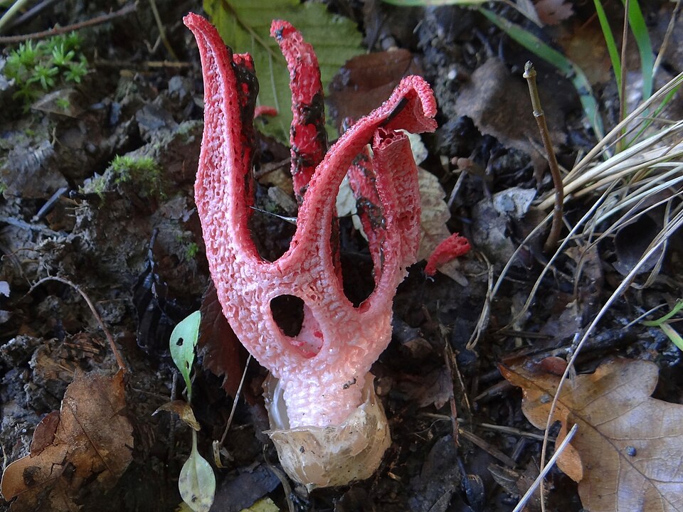 Okratek australijski (Clathrus archeri)
