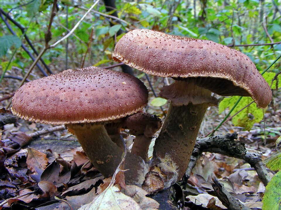 Opieńka ciemna (Armillaria ostoyae)