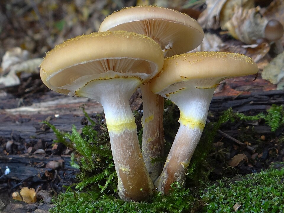 Opieńka miodowa (Armillaria mellea)
