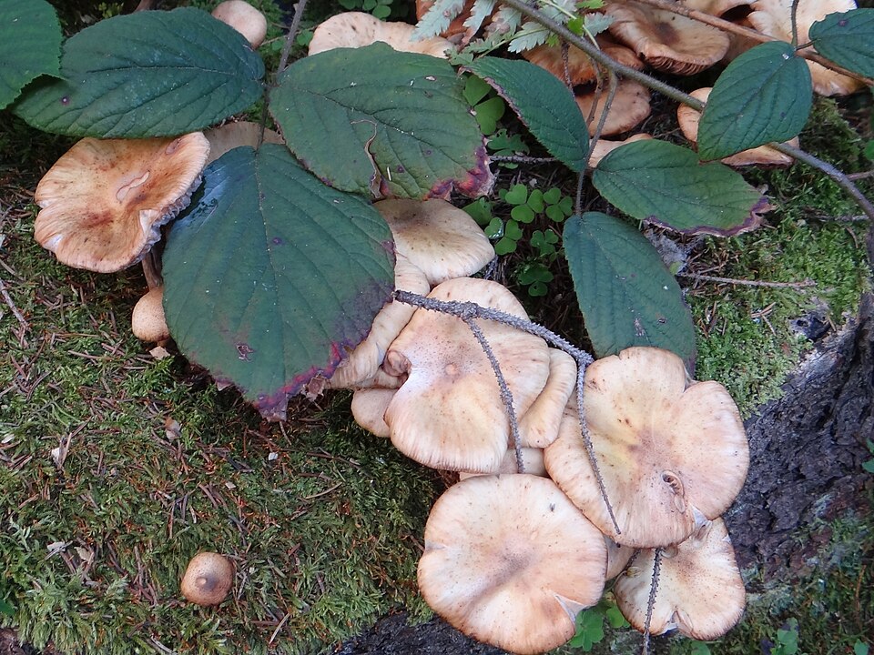 Opieńka żółtawa (Armillaria gallica)