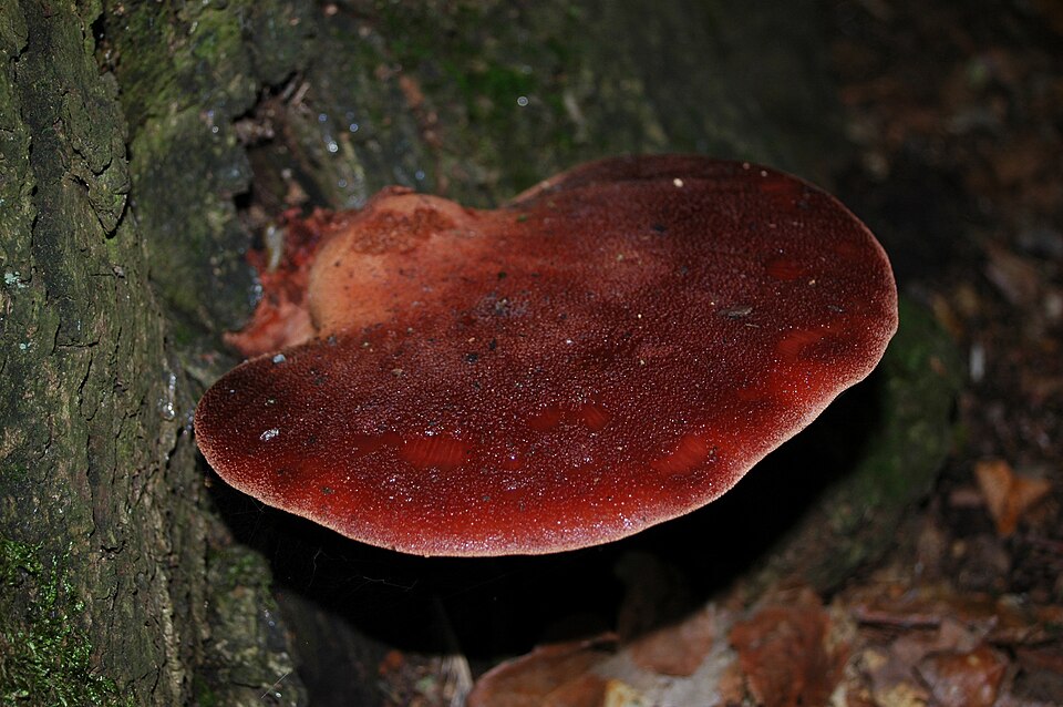 Ozorek dębowy (Fistulina hepatica)