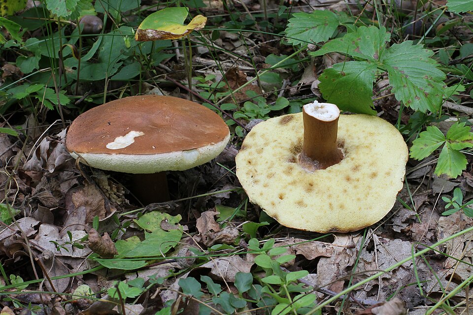 Piaskowiec kasztanowaty (Gyroporus castaneus)
