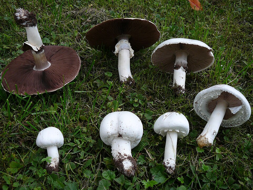Pieczarka biaława (Agaricus arvensis)