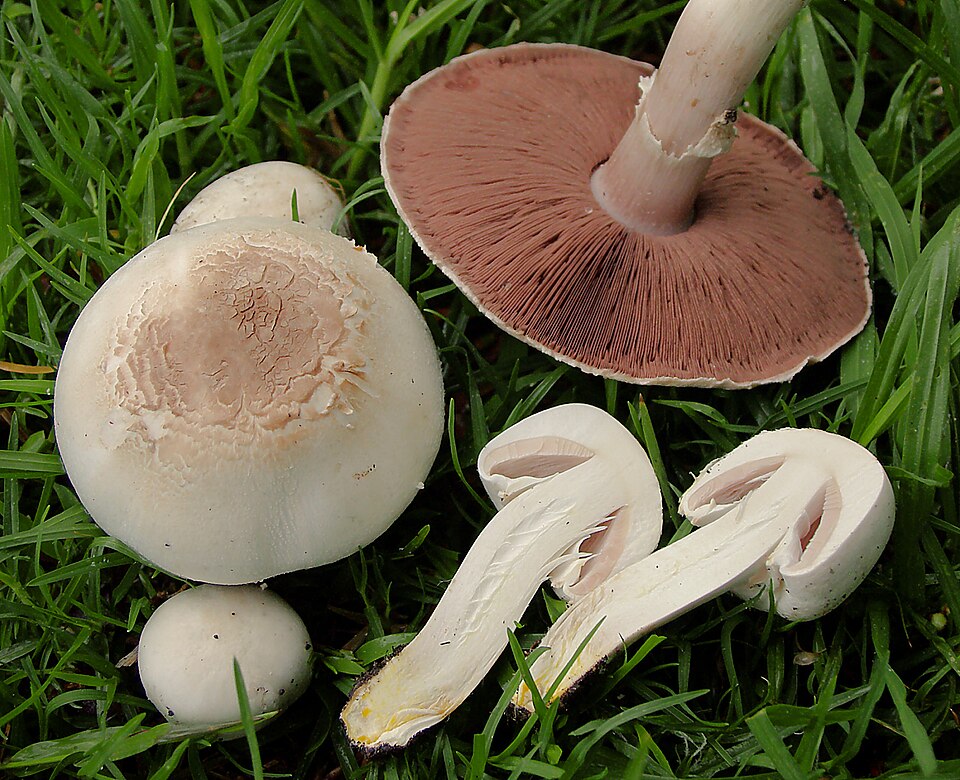 Pieczarka karbolowa (Agaricus xanthodermus)