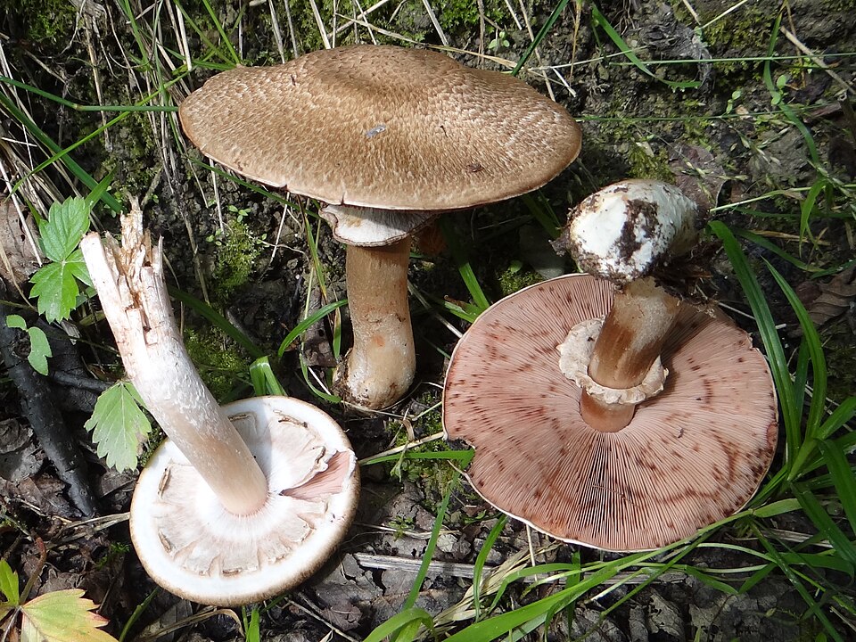 Pieczarka lśniąca (Agaricus sylvaticus)