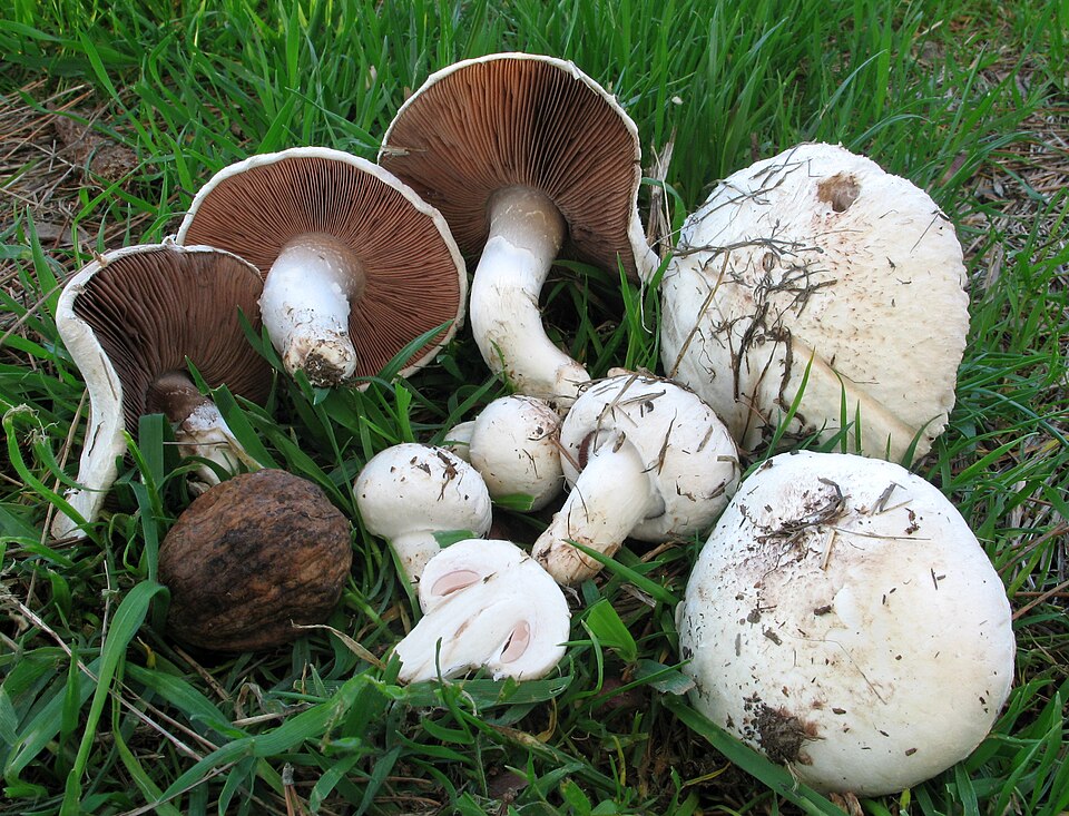 Pieczarka polna (Agaricus campestris)
