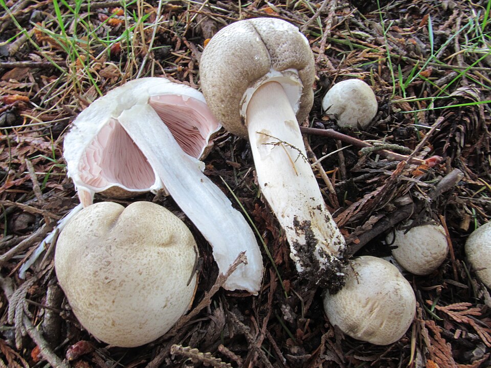 Pieczarka szarołuskowa (Agaricus moelleri)