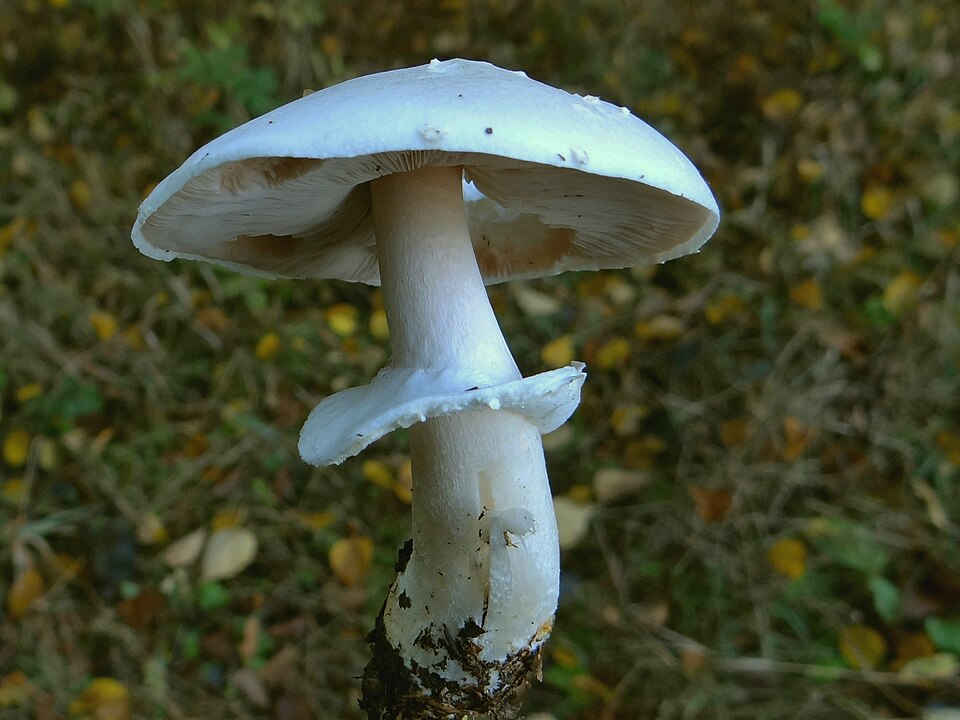 Pieczarka zaroślowa (Agaricus sylvicola)