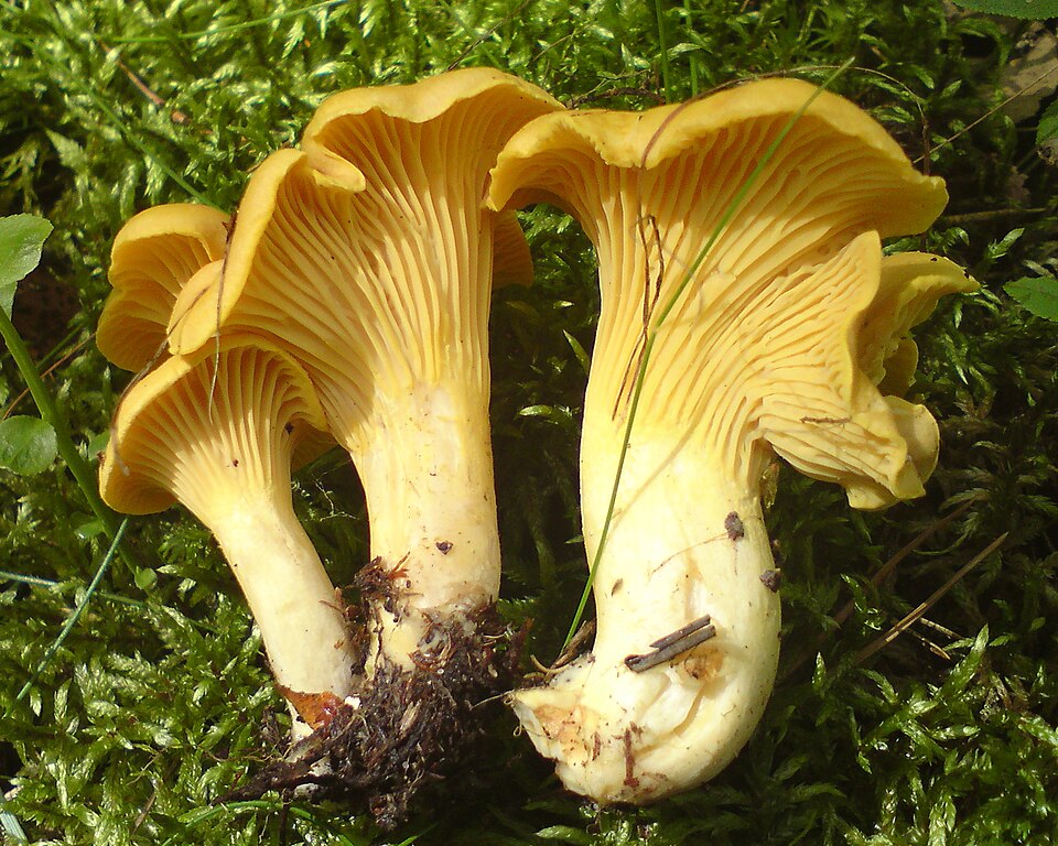 Pieprznik jadalny (Cantharellus cibarius)