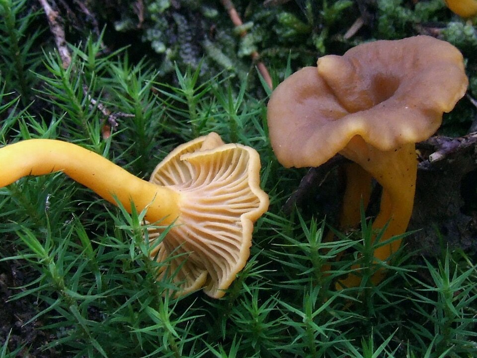 Pieprznik trąbkowy (Craterellus tubaeformis)