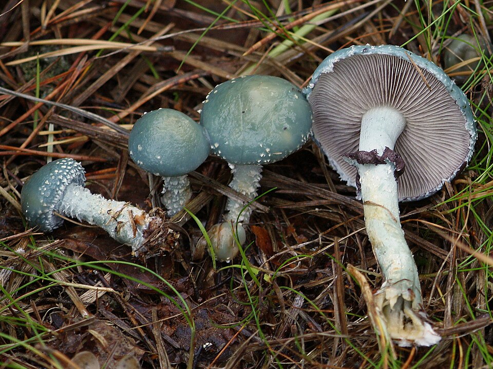 Pierścieniak grynszpanowy (Stropharia aeruginosa)