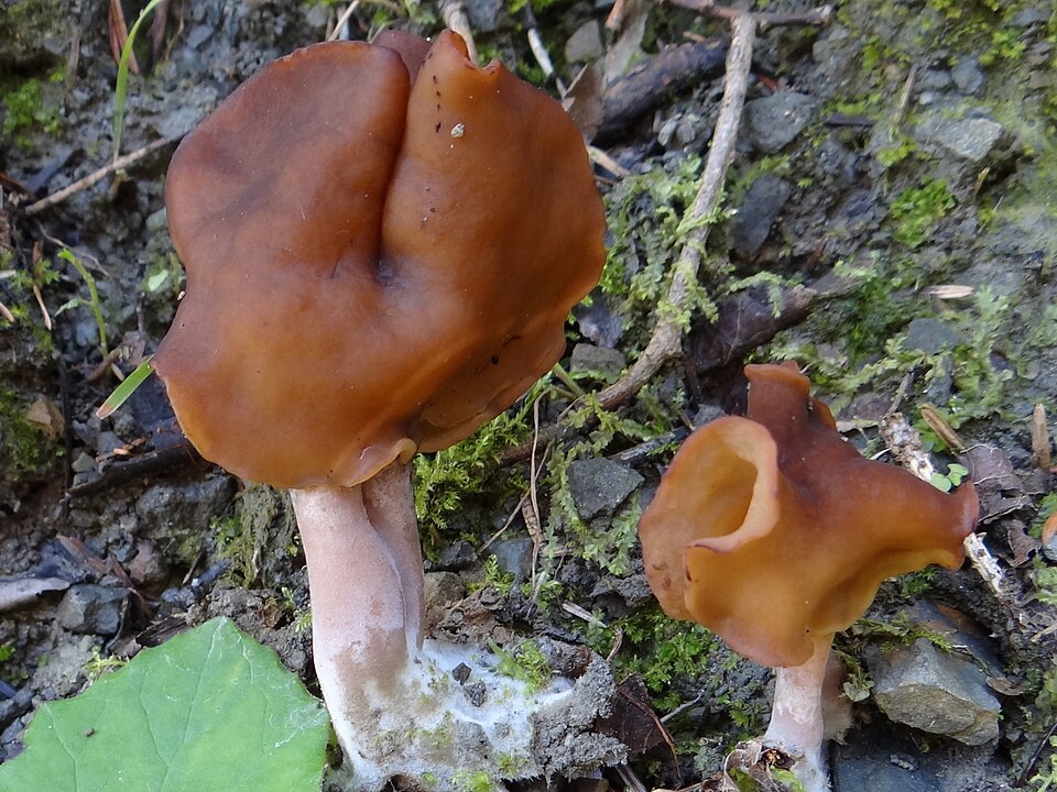 Piestrzenica infułowata (Paragyromitra infula)