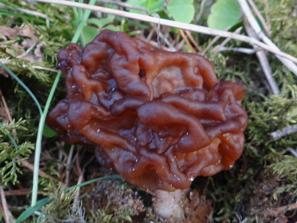 Piestrzenica kasztanowata (Gyromitra esculenta)