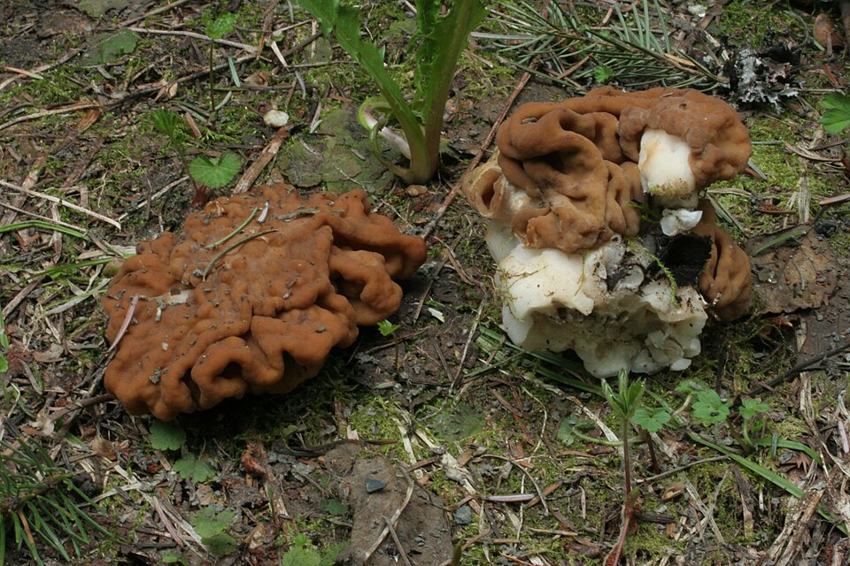 Piestrzenica olbrzymia (Discina gigas)