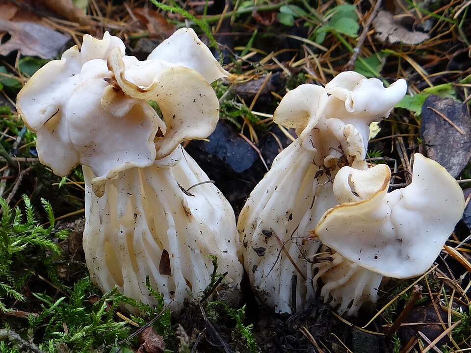 Piestrzyca kędzierzawa (Helvella crispa)