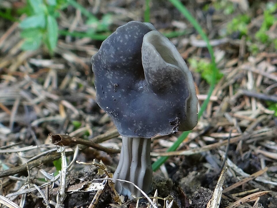 Piestrzyca zatokowata (Helvella lacunosa)