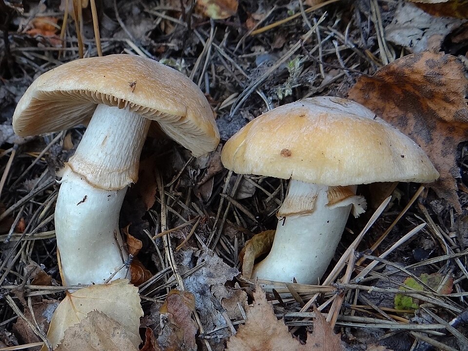Płachetka zwyczajna (Cortinarius caperatus)