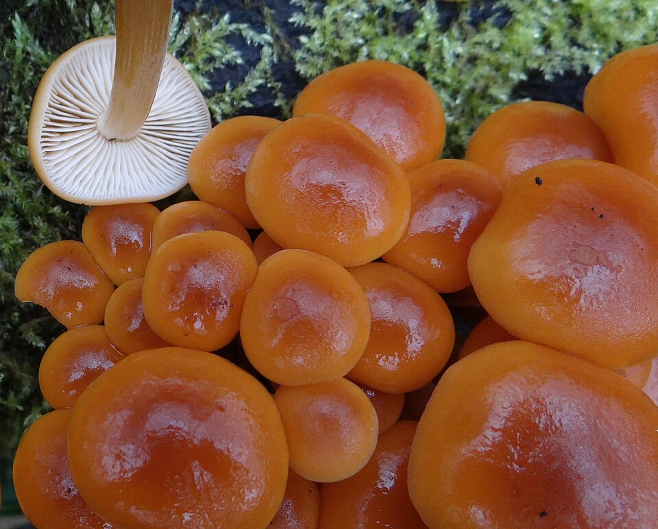 Płomiennica zimowa (Flammulina velutipes)