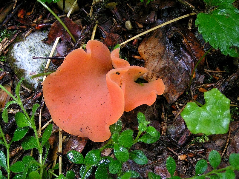 Płomykowiec galaretowaty (Guepinia helvelloides)