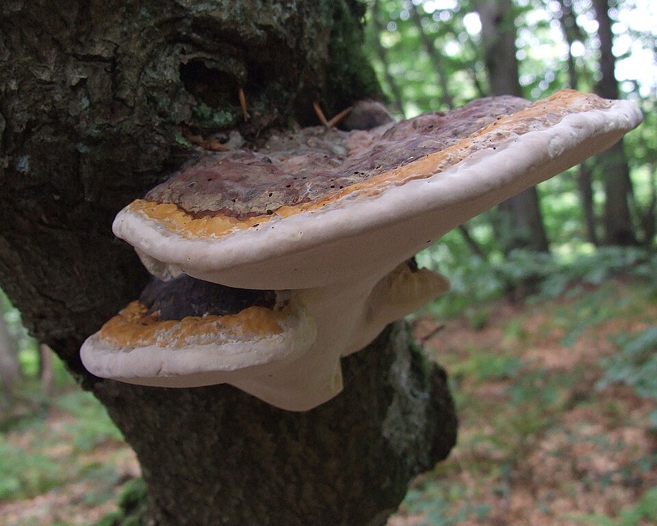 Pniarek obrzeżony (Fomitopsis pinicola)