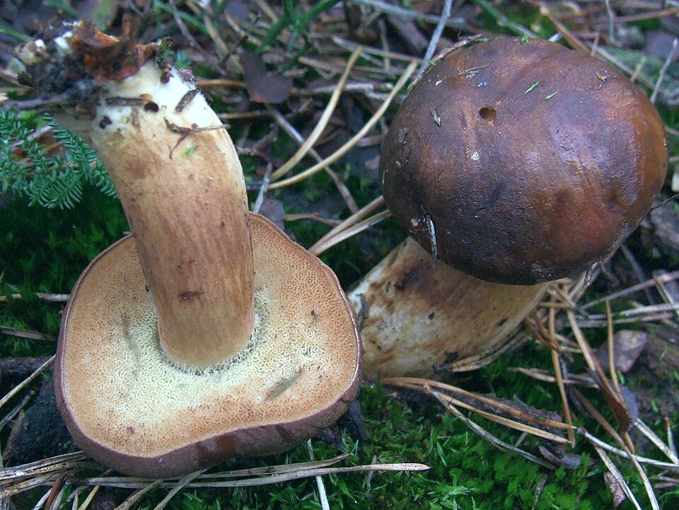 Podgrzybek brunatny (Imleria badia)