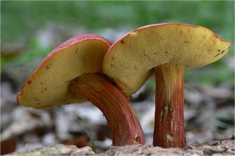 Podgrzybek czerwonawy (Hortiboletus rubellus)
