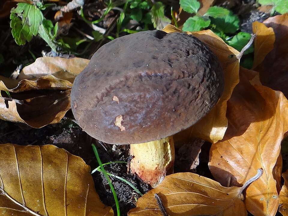 Podgrzybek oprószony (Xerocomellus pruinatus)