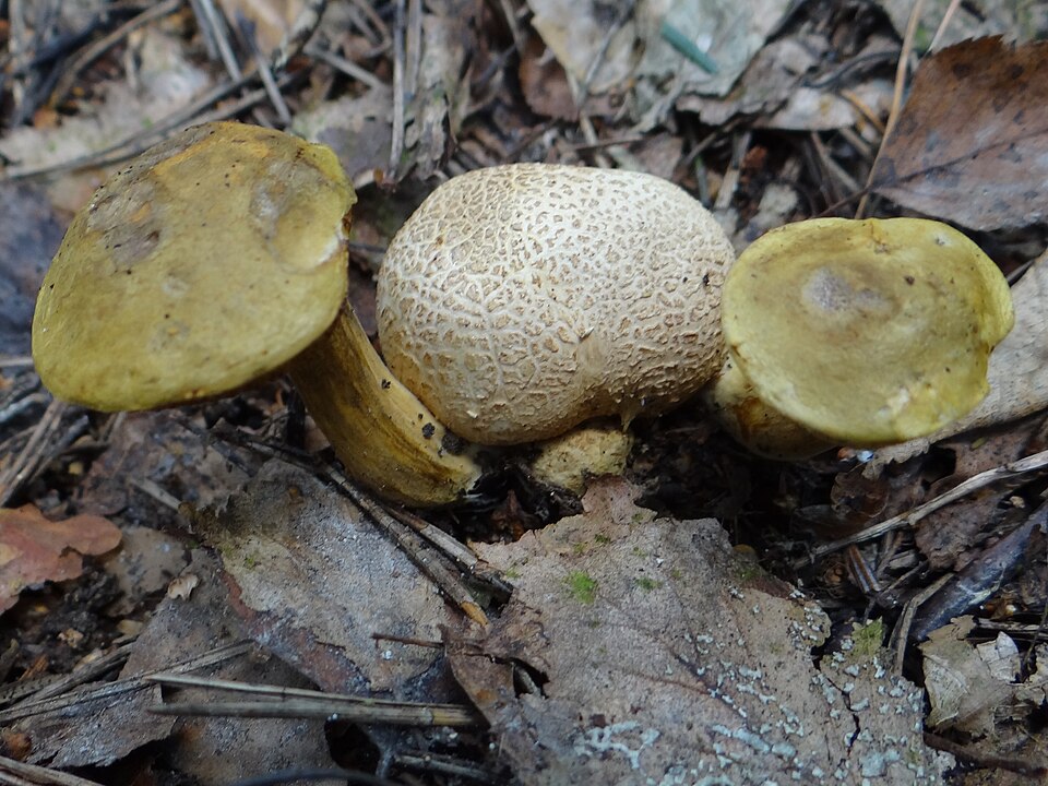 Podgrzybek tęgoskórowy (Pseudoboletus parasiticus)