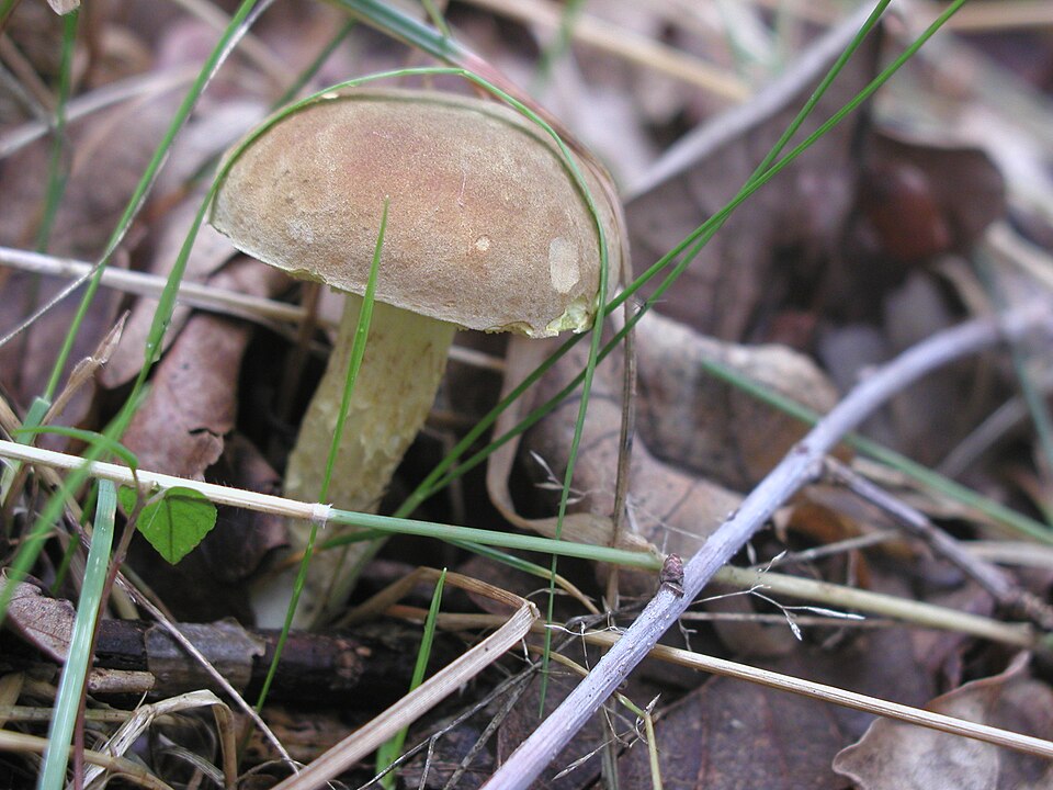 Podgrzybek zajączek (Xerocomus subtomentosus)